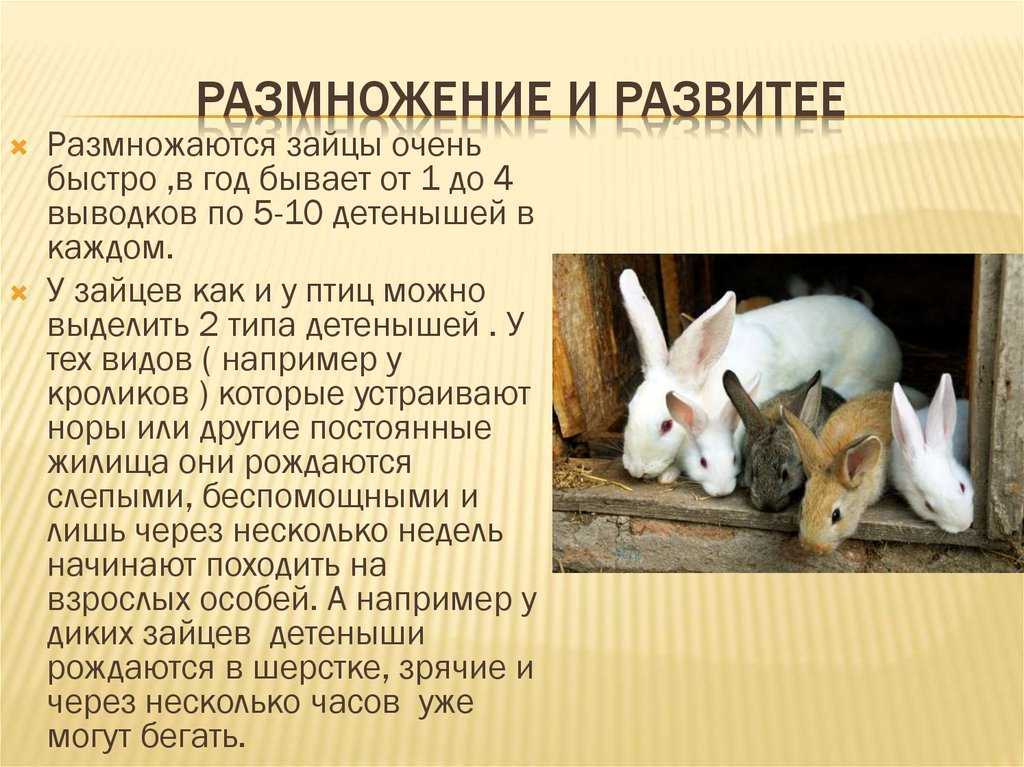 Заяц - виды, где живет, описание, окрас, чем питается, размножение