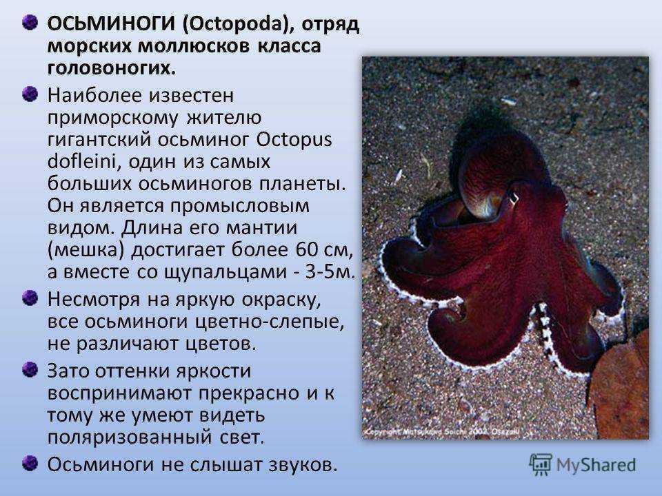 1. конспект для учителя по теме «тип моллюски»