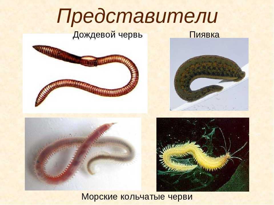 Малощетинковые черви