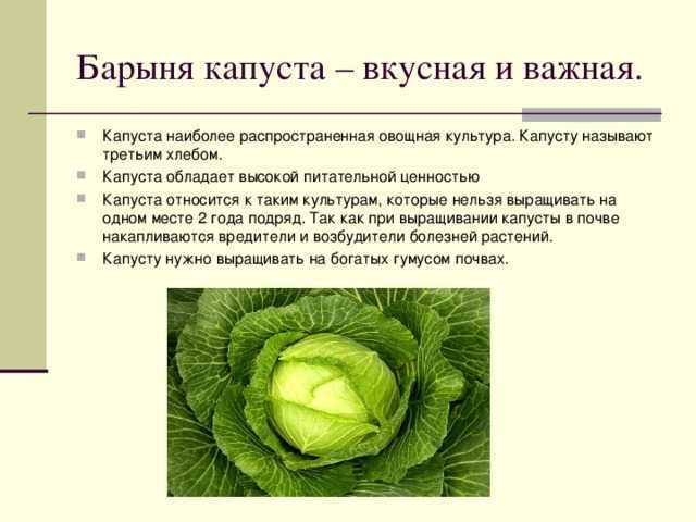 Презентация о капусте