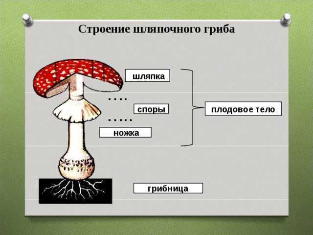 Строение гриба состоит из. Схема плодовое тело шляпочного гриба. Грибы строение шляпочных грибов. Строение шляпочного гриба мухомора. Строение плодового тела шляпочного гриба.