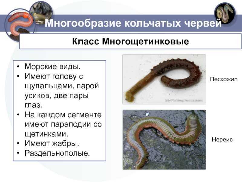 Слои кольчатых червей. Многощетинковые черви нереис. Многощетинковые черви и Малощетинковые черви. Пескожил раздельнополый.