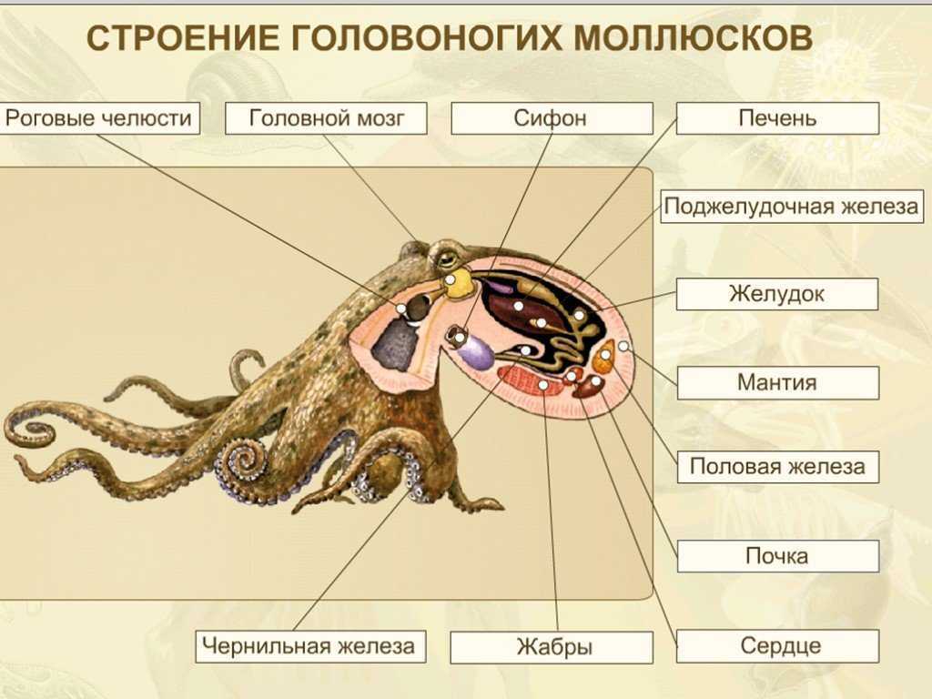 Органы головоногих моллюсков. Строение класса головоногих моллюсков. Внешнее и внутреннее строение головоногих моллюсков. Строение головоногих моллюсков 7 класс биология. Класс головоногие внутреннее строение.