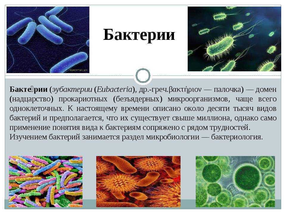 Почему бактерии назвали бактериями