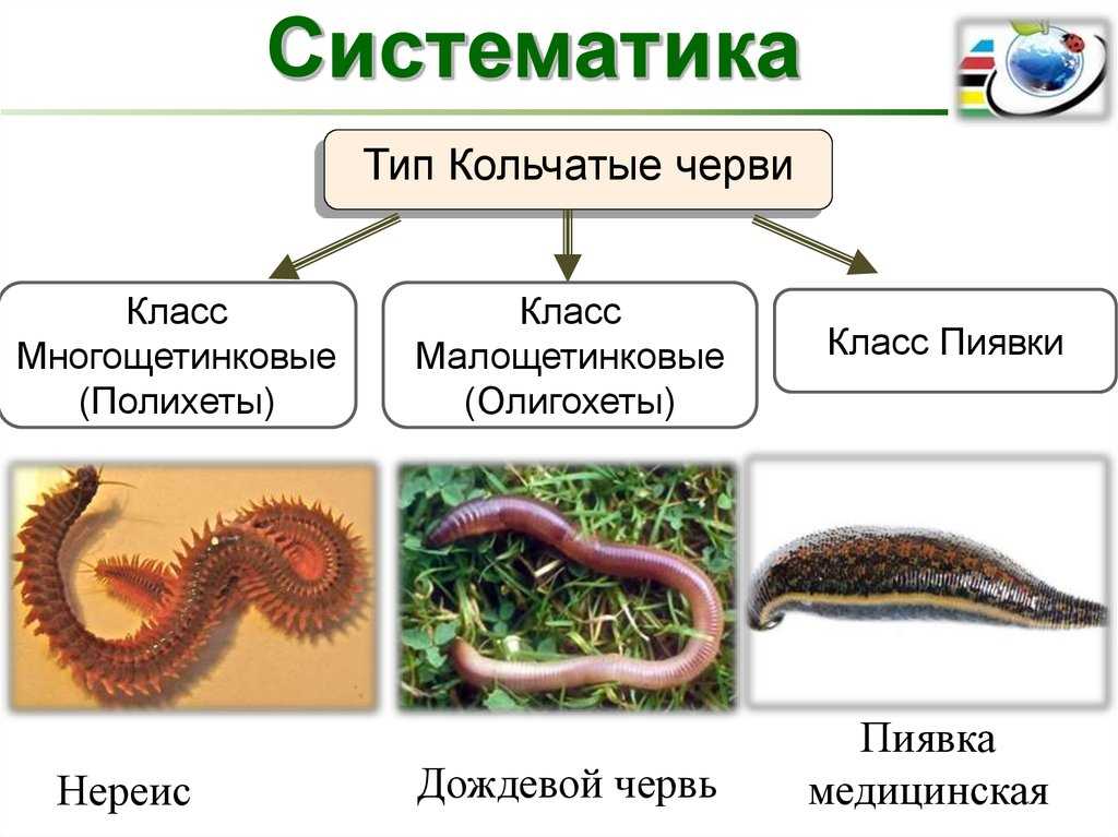 Презентация про кольчатых червей