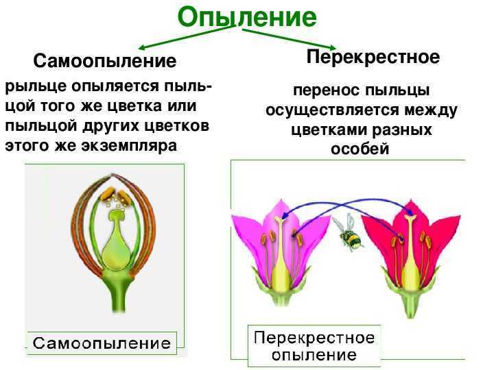 Схема способов опыления