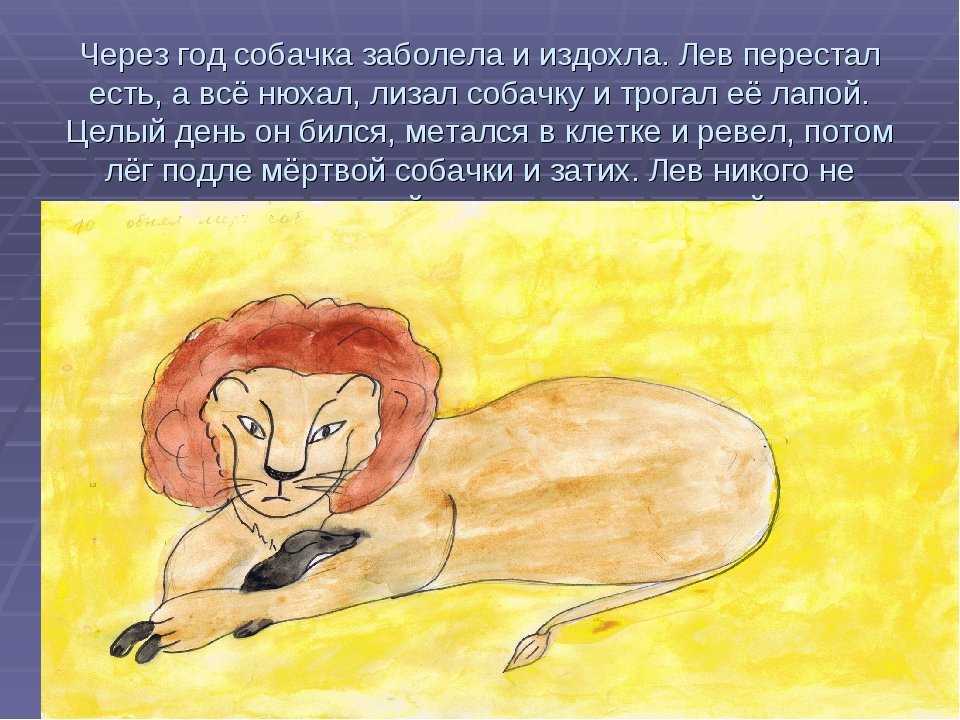 В каких произведениях есть лев. Лев толстой "Лев и собачка". Произведение Лев и собачка. Лев и собачка толстой иллюстрации. Рисунок к произведению Толстого Лев и собачка.
