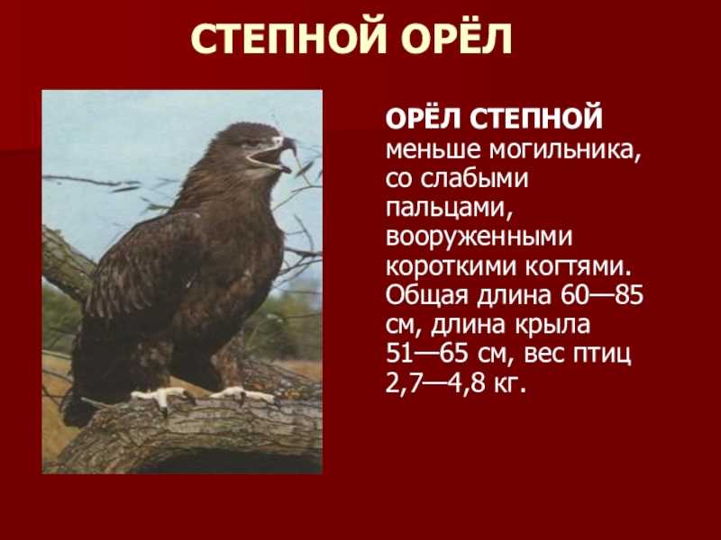 Орлы список. Степной Орел из красной книги. Степной орёл красная книга краткое. Степной Орел занесенные в красную книгу Волгоградской области. Степной Орел Оренбургской области красная книга.