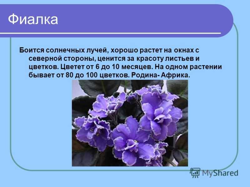 Занятие в комнате природы «комнатные растения. фиалка» во второй младшей группе