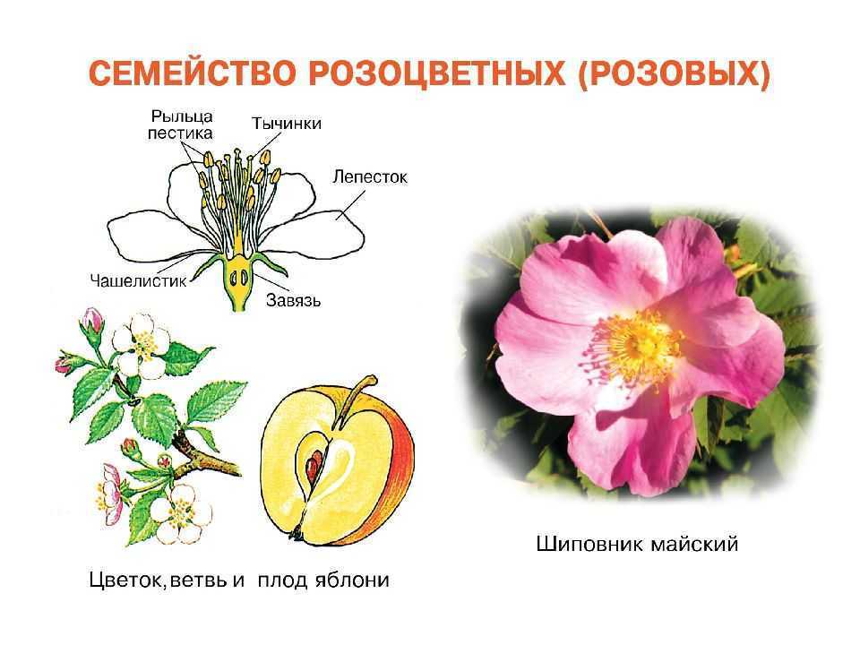 Формула цветка растений семейства розоцветные ответ. Семейства покрытосеменных растений Розоцветные. Цветки семейства розоцветных. Строение цветка семейства розоцветных. Семейство Розоцветные размножение.