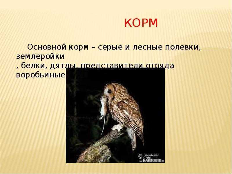 Совы обитающие в россии - удивительный мир животных