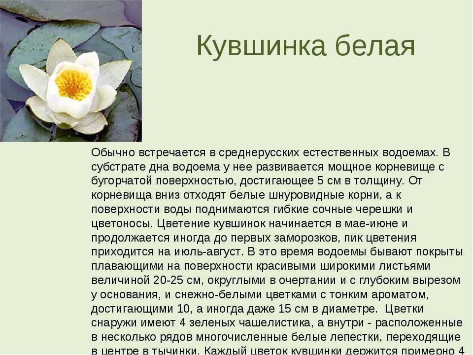 Кувшинка
