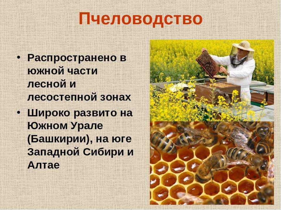 Все о пчелах (интересные факты)