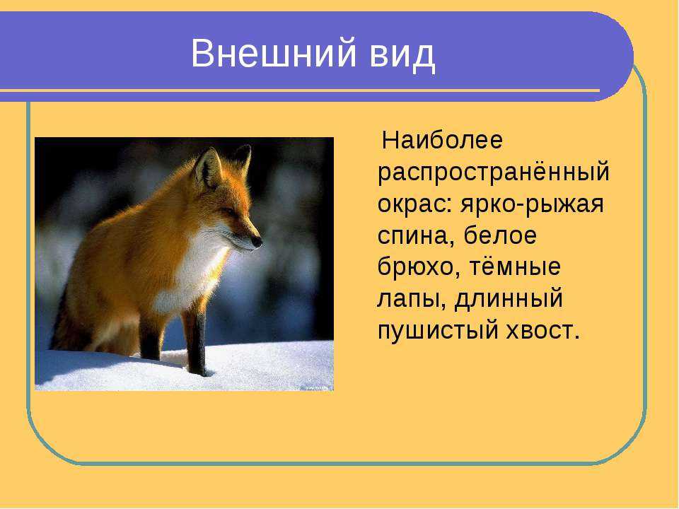Доклад про лисов. Презентация на тему лиса. Рассказ о лисе. Доклад на тему лиса. Лиса внешний вид.
