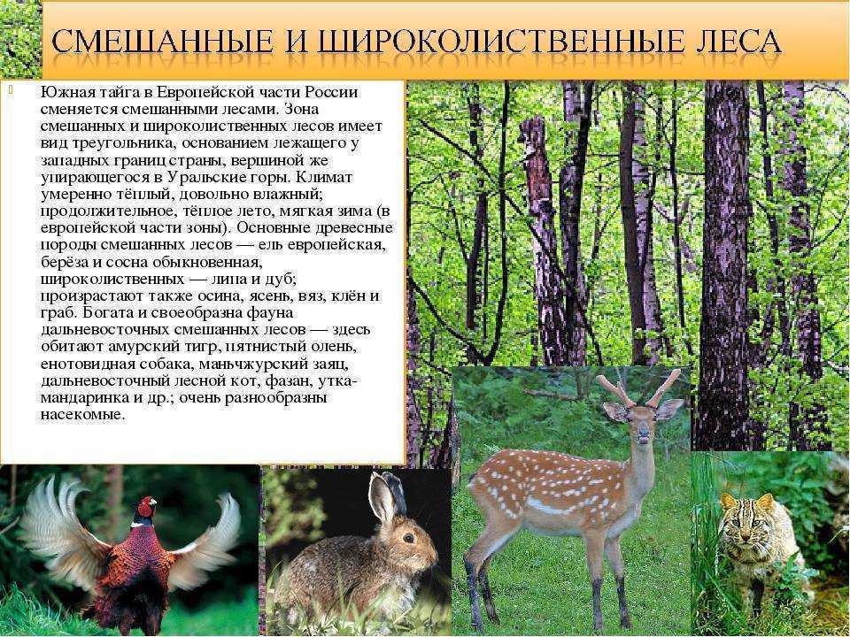 Животные зоны хвойных лесов. Животный мир смешанных и широколиственных лесов. Животный мир смешанных и широколиственных лесов в России. Животный мир смешанных лесов и широколиственных лесов в России. Зона лесов смешанные широколиственные животный мир.