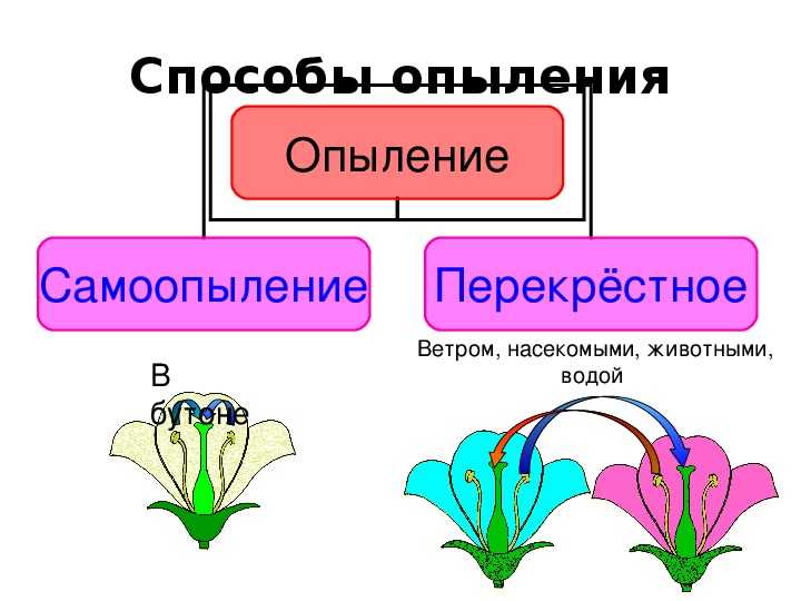 Схема опыления цветка