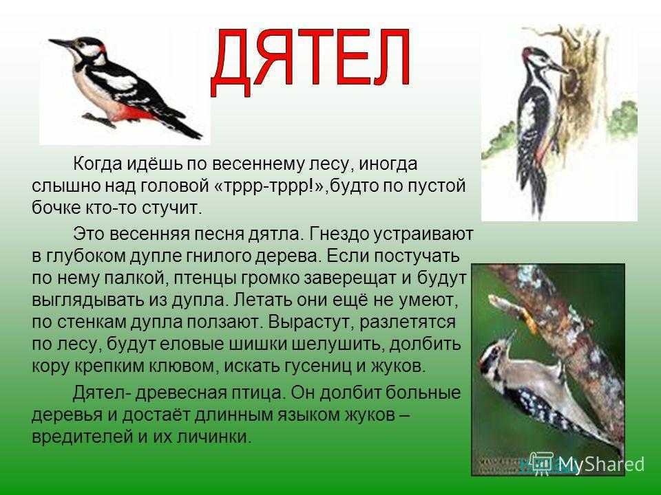 Сообщение доклад на тему дятел (описание для детей)