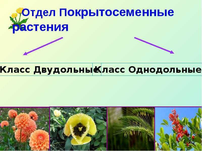 Какое значение покрытосеменных. Покрытосеменные 5 класс биология. Отдел Покрытосеменные растения. Культурные Покрытосеменные растения. Классификация покрытосеменных.