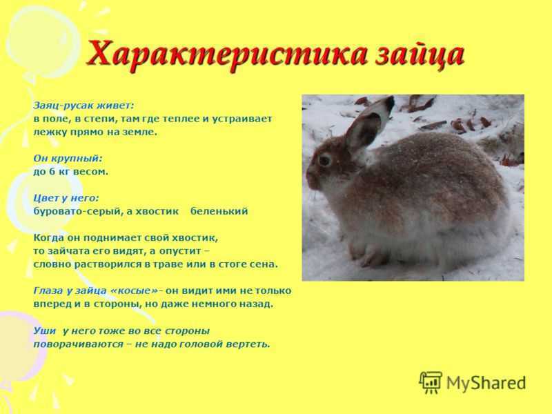 Заяц русак. образ жизни и среда обитания зайца русака