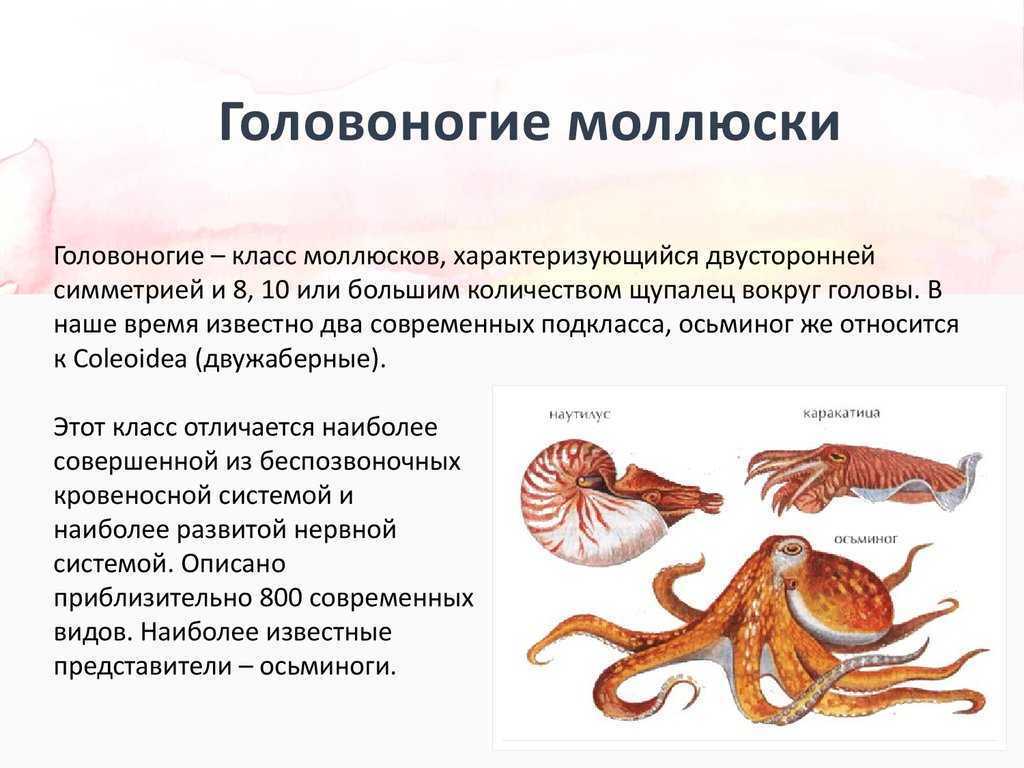 Биология 7 класс класс головоногих моллюсков
