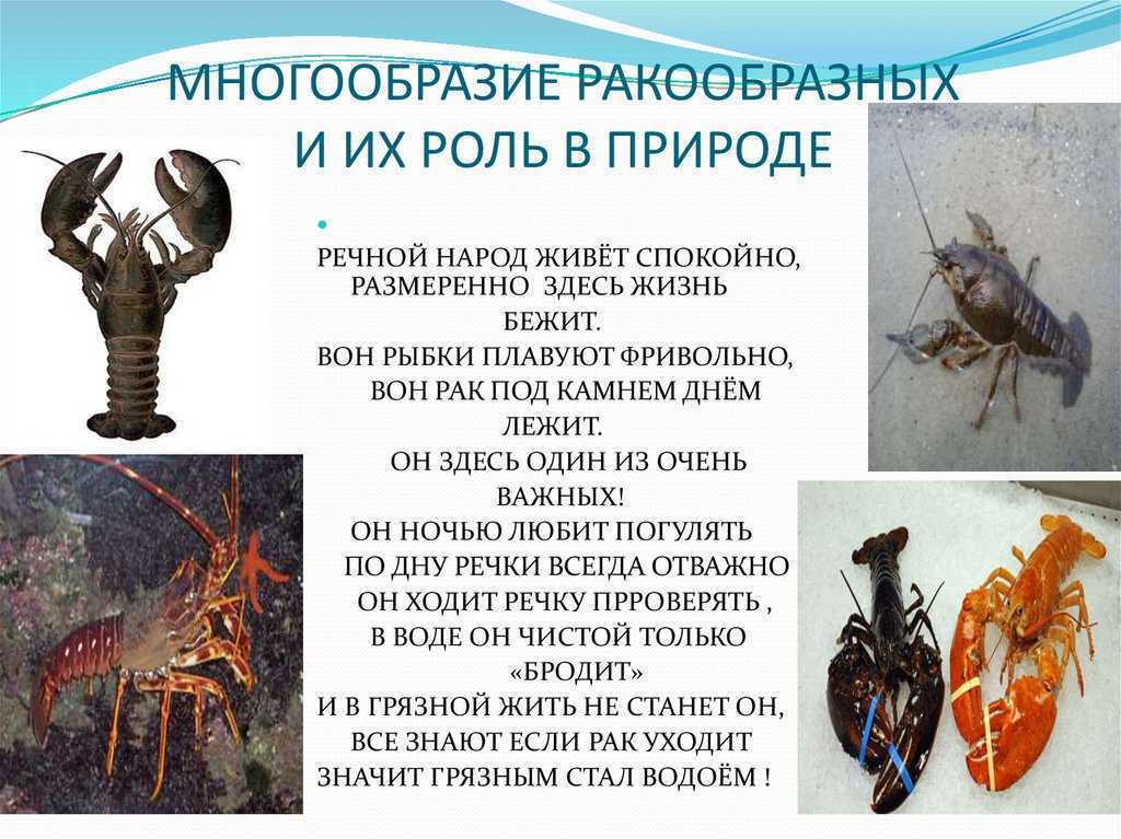 Разнообразие ракообразных. Многообразие ракообразных. Ракообразные и их роль в природе. Разнообразие ракообразных и их роль в природе. Роль ракообразных в природе.