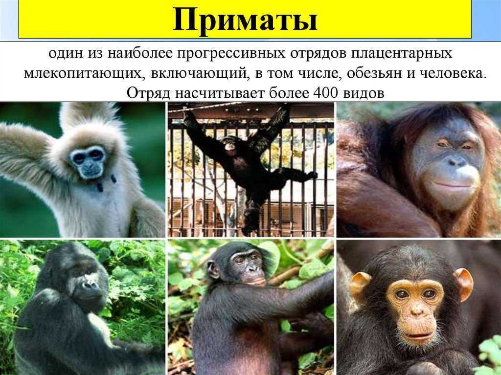 Общие черты приматов