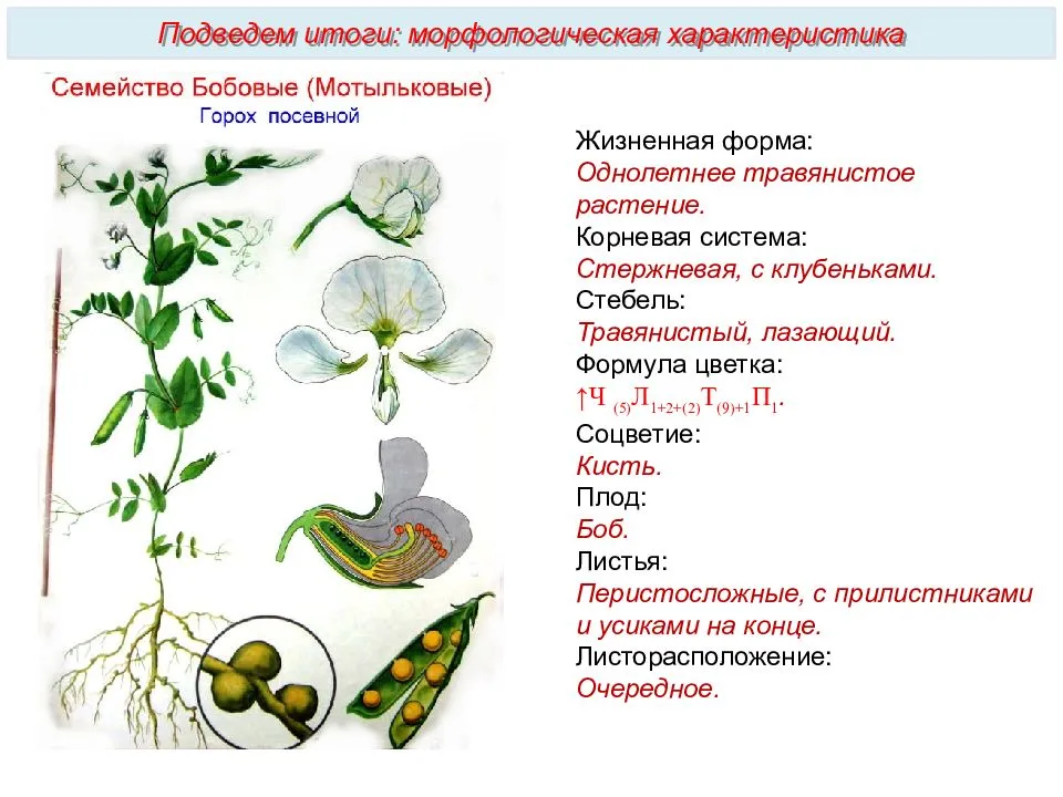 Семейства двудольных картинки