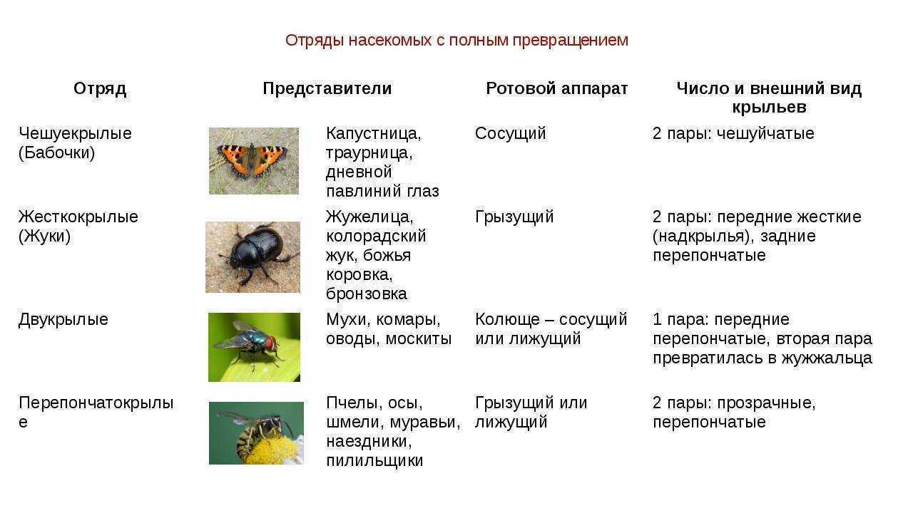 Жуки (отряд насекомых жесткокрылые) - фото, описание, виды