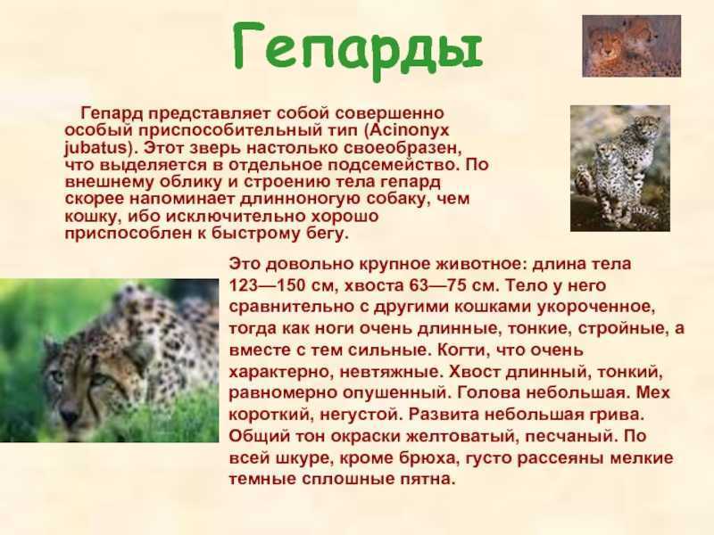 Доклад-сообщение на тему: “гепард”