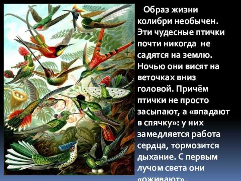 Колибри: фото птицы, внешний вид, описание, особенности