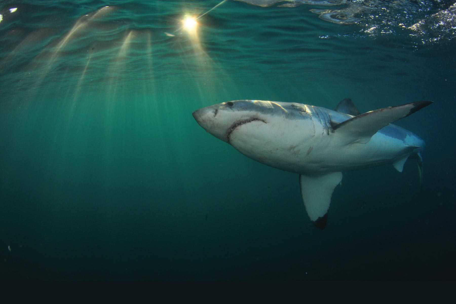 Большая белая акула. образ жизни и среда обитания большой белой акулы