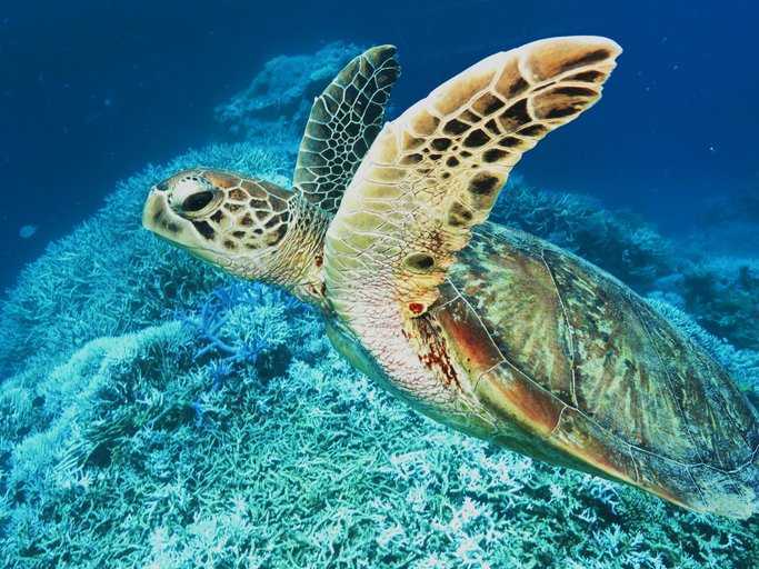 Зелёная морская черепаха. доклад, сообщение, фото