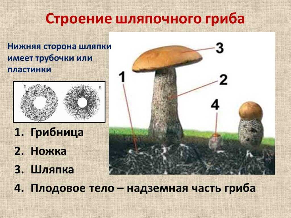 Три примера шляпочных грибов