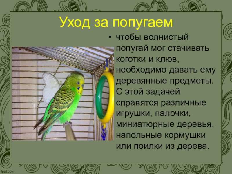 Проект на тему попугаи