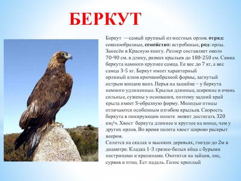Птица орел. образ жизни и среда обитания орла