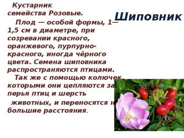 Конспект оод по экологическому воспитанию детей старшего дошкольного возраста «чудо-ягода шиповник». воспитателям детских садов, школьным учителям и педагогам - маам.ру