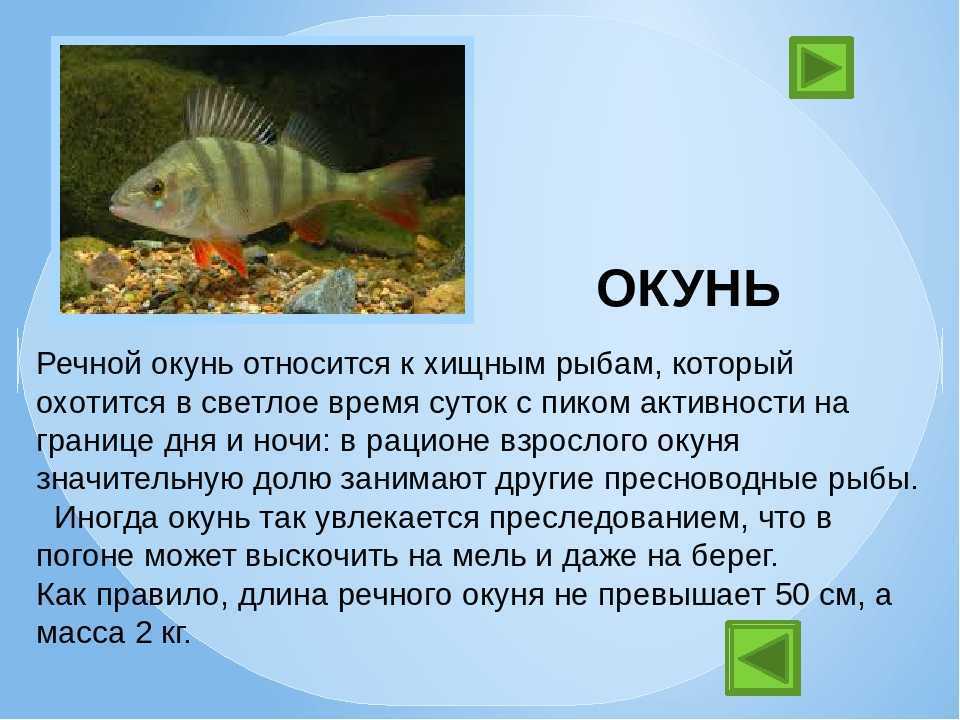 Доклад про классы рыб. Доклад про рыб. Рассказ о рыбе. Сообщение о рыбке. Доклад про любую рыбу.