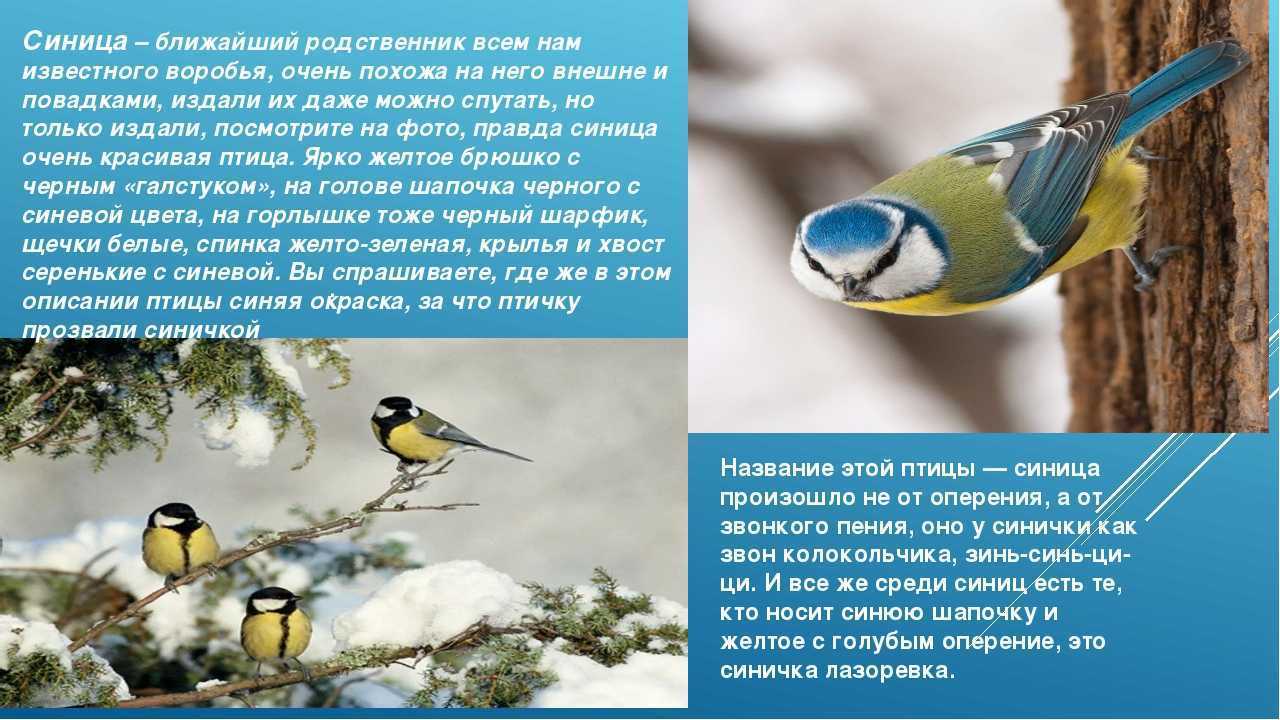 Птица синица — описание вида, чем питается, где обитает