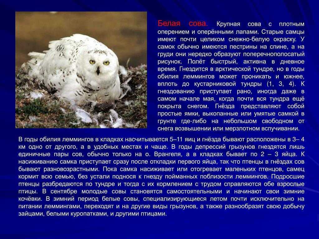 Интересные факты о полярной сове