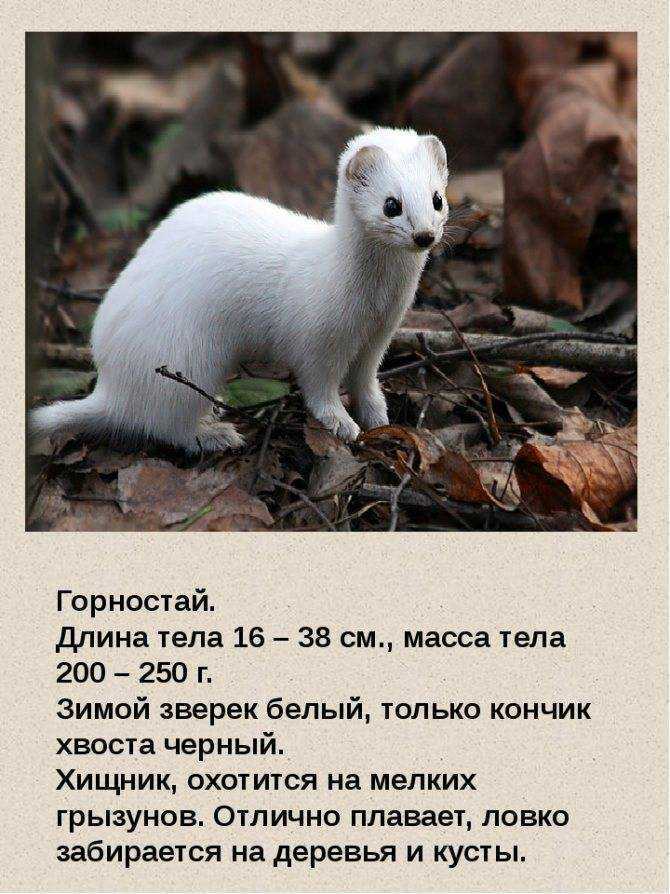 Ласка: описание животного, чем питается, среда обитания
