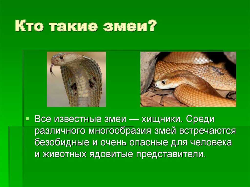 Змея – описание, характеристика, строение. где обитают, чем питаются, как размножаются змеи в природе? виды и названия змей с фотографиями и описанием. ядовитые и неядовитые змеи: список