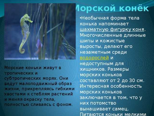 Проект морской конек