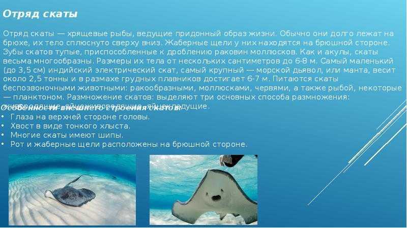 Интересные факты о скатах