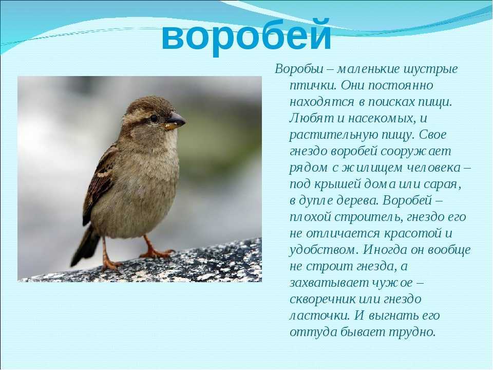 Многообразие птиц. значение птиц в природе и жизни человека