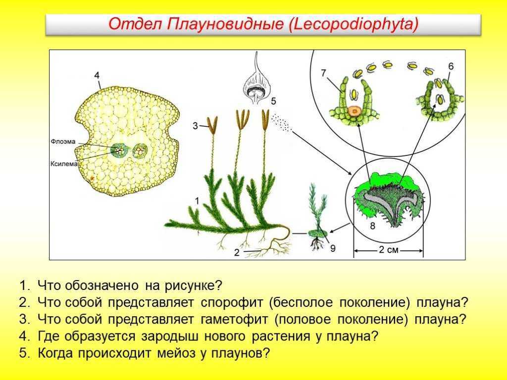 Папоротники, хвощи, плауны. характеристика, размножение и значение