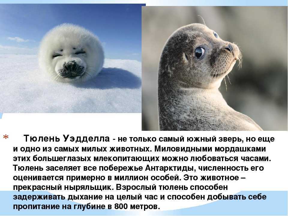 Сообщение о тюлене - описание, виды и среда обитания