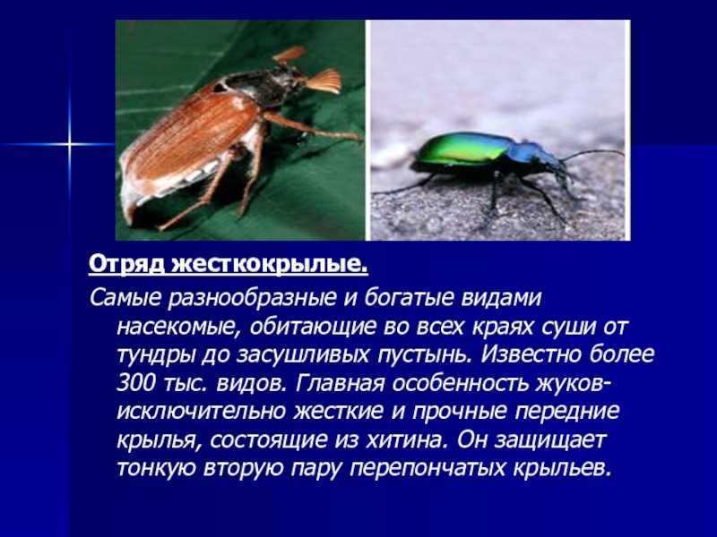 Жуки: какие есть виды этих насекомых (фото с названиями)