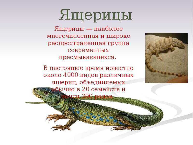 Прыткая ящерица