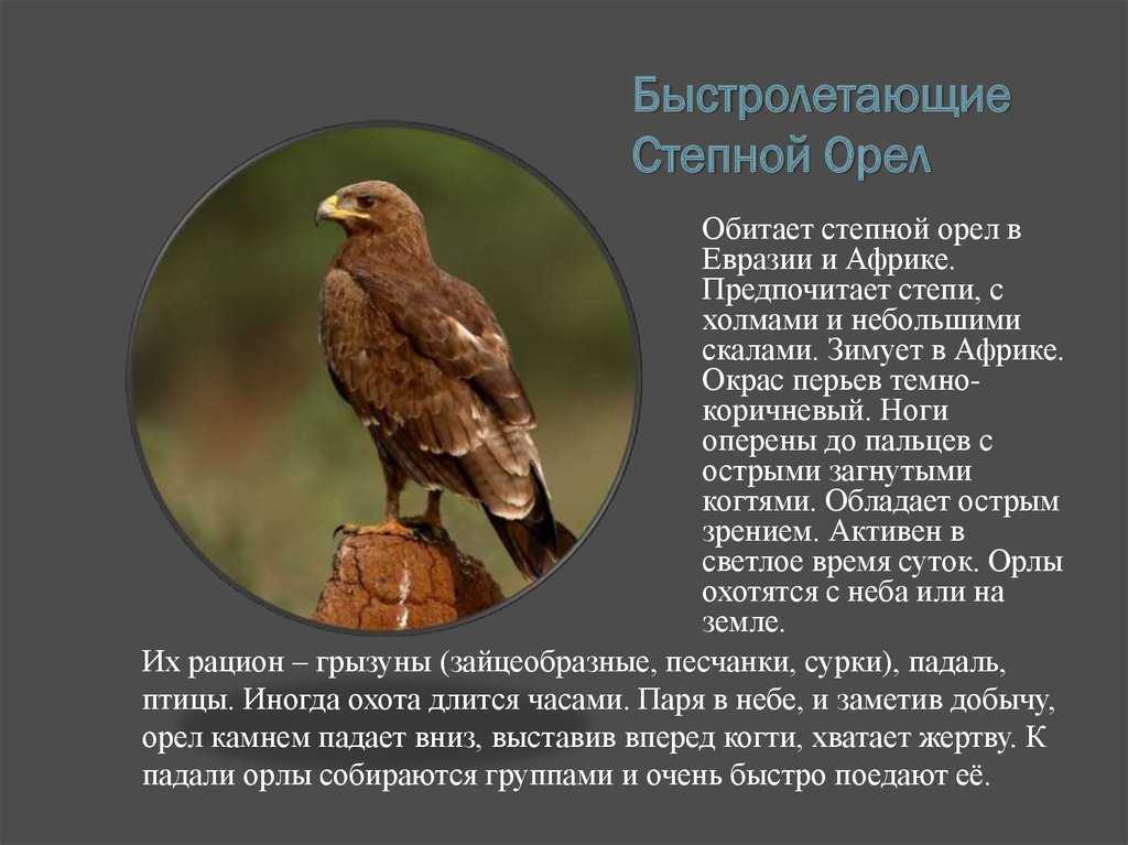 Степной орел краткое описание ℹ️ интересные факты, общая информация, как выглядит, чем питается, место обитания, скорость, за кем охотится, занесен ли в красную книгу, фото
