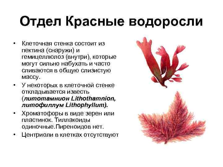 Друг или враг: красные водоросли в природе и в аквариуме